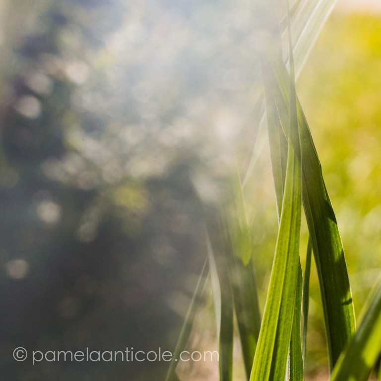 fine art nature print green prism photography