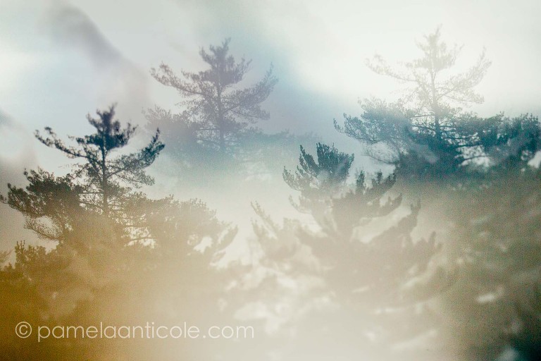 abstract nature fine art print, pittsburgh north park, foggy, icm, controlled long exposure, tilt shift