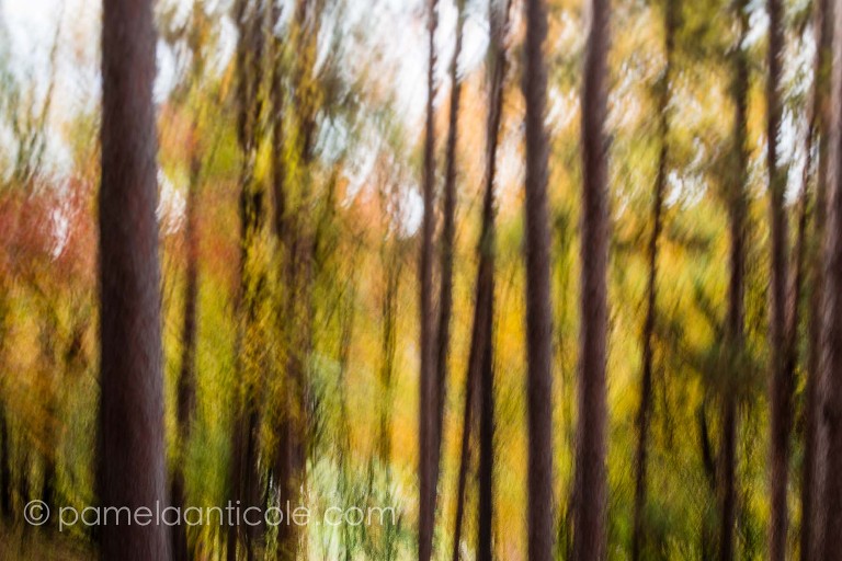 autumn fall foliage nature print, fine art, icm, controlled long exposure, intentional camera movement, north park pittsburgh, pittsburgh original art for sale