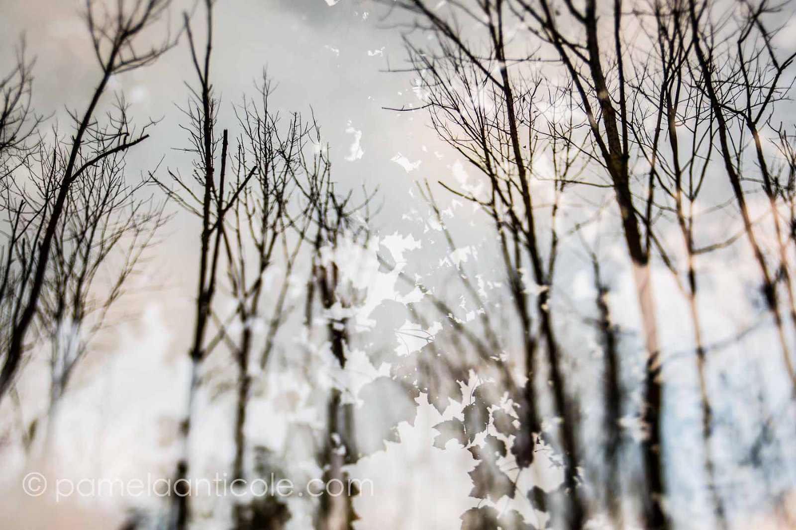 trees lost leaves, double exposure, pamela anticole, moraine state park, pittsburgh, erie, fine art print, unique, creative