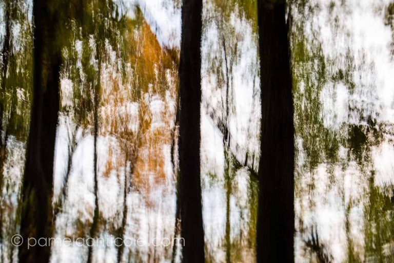abstract fine artist pamela anticole, moraine state park, autumn trees, nature print, wall art