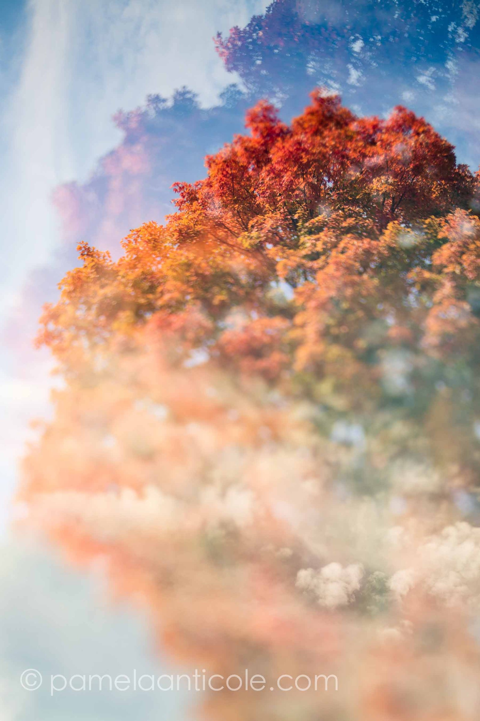 unique nature print, colorful, red and orange, ethereal, creative, multiple exposure, icm, pamela marie photography, fine art for sale, original pittsburgh art