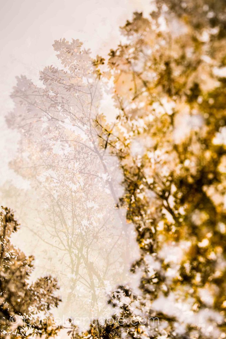 Leaves of lace, pittsburgh north park art print, fall foliage, autumn nature print, multiple exposure, fine art nature print, abstract nature print, icm, controlled long exposures, tilt shift, pamela marie photography, pamela anticole, north park pittsburgh gifts, unique pittsburgh gift, pittsburgh housewarming gift, north hills pittsburgh art print, pittsburgh original art