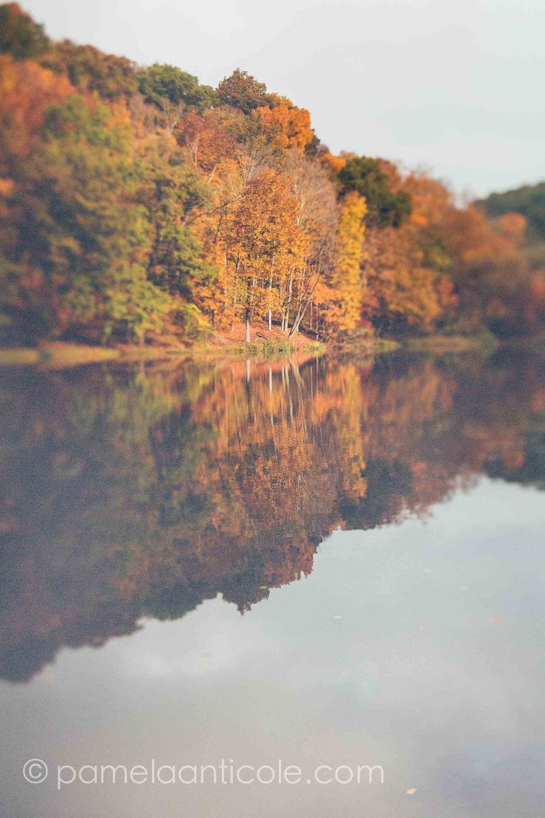 unique nature art print, pittsburgh original art, fall foliage, lake, yellow and orange trees