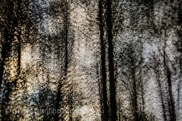 textured photograph of birch trees at night, multiple exposure icm fine art print, pittsburgh original art, moraine state park photos, abstract nature print, abstract nature wall art, impressionistic photography