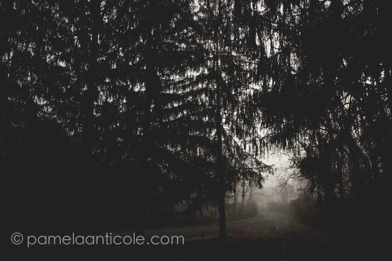 moody surreal fine art print of fog in the woods with a path, bellwood preschool parking lot, pittsburgh