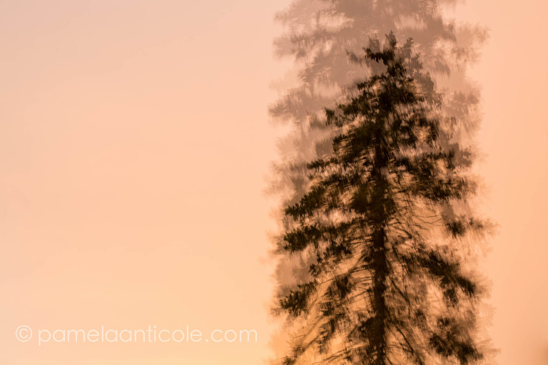 abstract sunset nature photography, evergreen tree silhouette, local pittsburgh art, unique gift for hiker, creative gift for nature lover