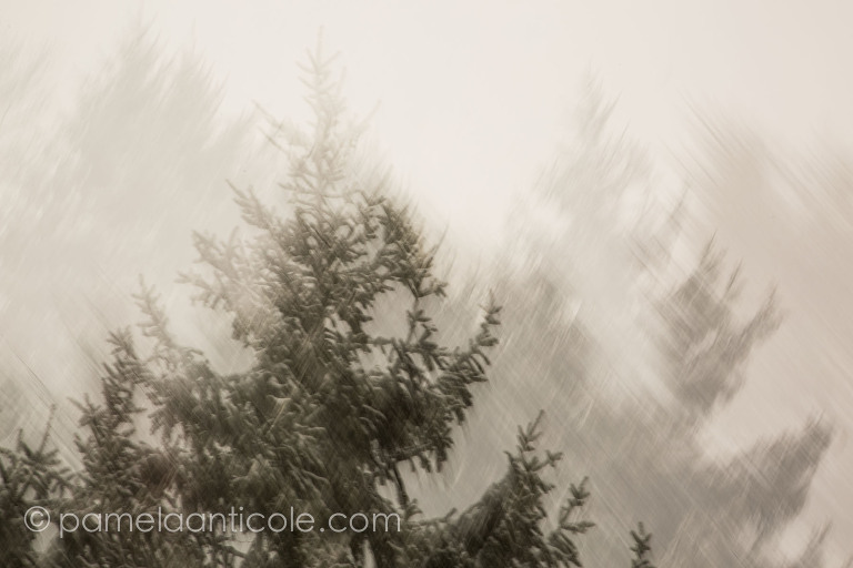 abstract winter christmas scene, foggy evergreens