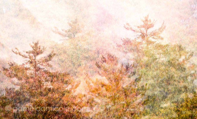 painterly modern art, hipster wall art, creative gift for pittsburghers, northern pa, hiking photography, woods, original pittsburgh artist