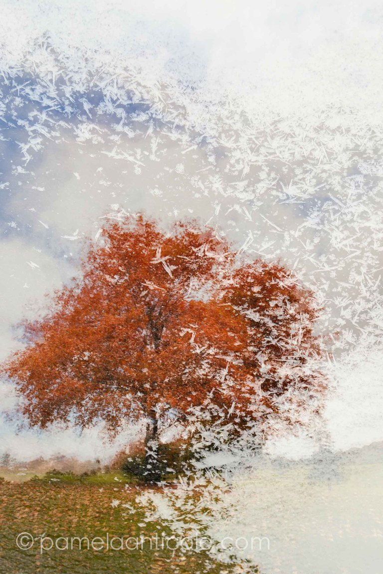 original pittsburgh artist, abstract nature art, seasons wall print, north park, frick park, pennsylvania, fall foliage