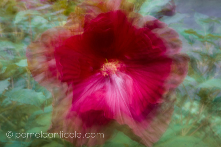 abstract nature photography, original pittsburgh artist, red flower wall art, purple flower art, abstract flower, unique nature art, gift for nature lover