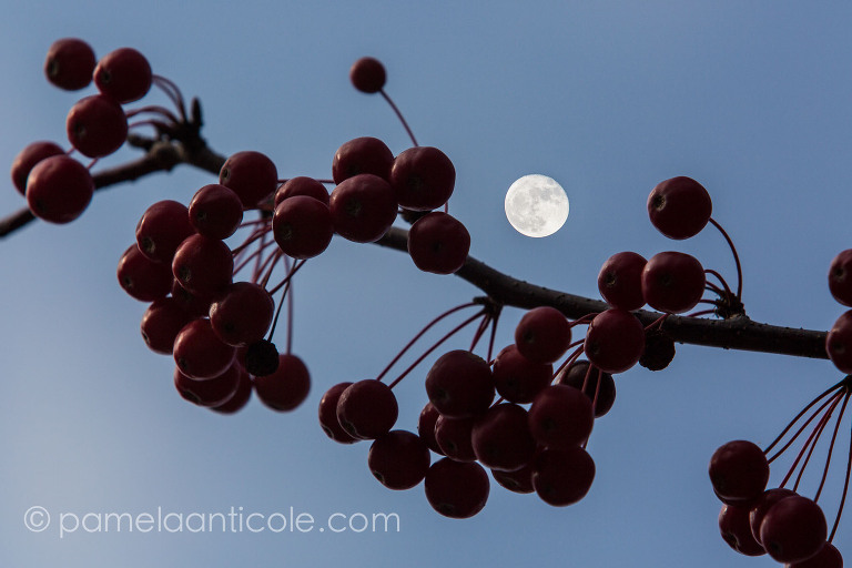 abstract nature photography, unique nature wall art, moon, pittsburgh artist