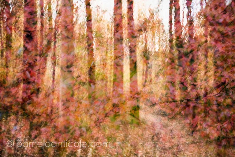 abstract nature art, northeast nature art print, fall foliage