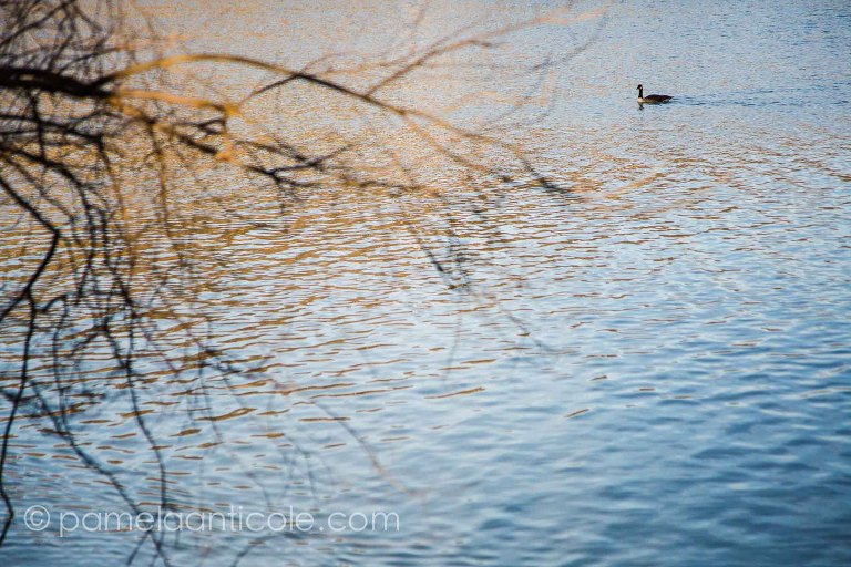 north park pittsburgh, duck photography, abstract water art, pittsburgh artist