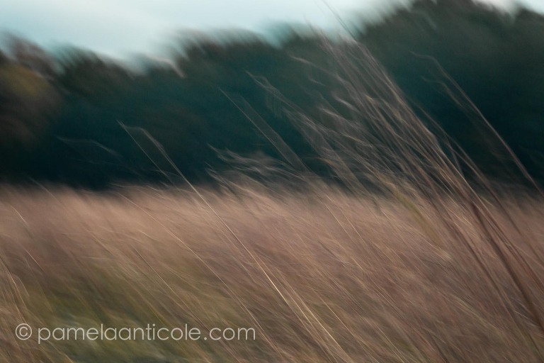 abstract nature art, intentional controlled camera movement, icm, sunset on the plains, windy wispy plants, muted nature photograph, pittsburgh original art, abstract muted nature wall art