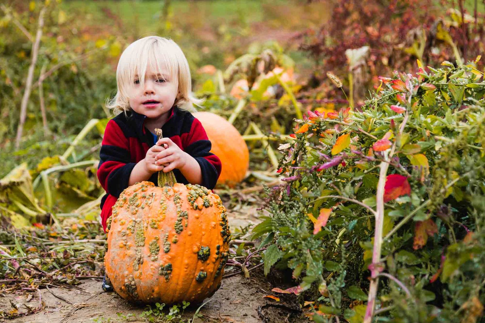 15 great pumpkin patches in Pittsburgh with MAP! » Pamela Anticole