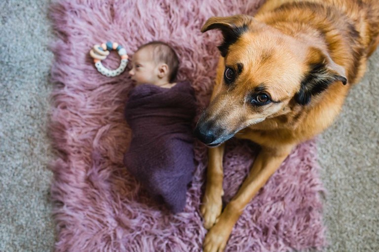 big brother dog protecting his baby newborn girl cuddled up below him