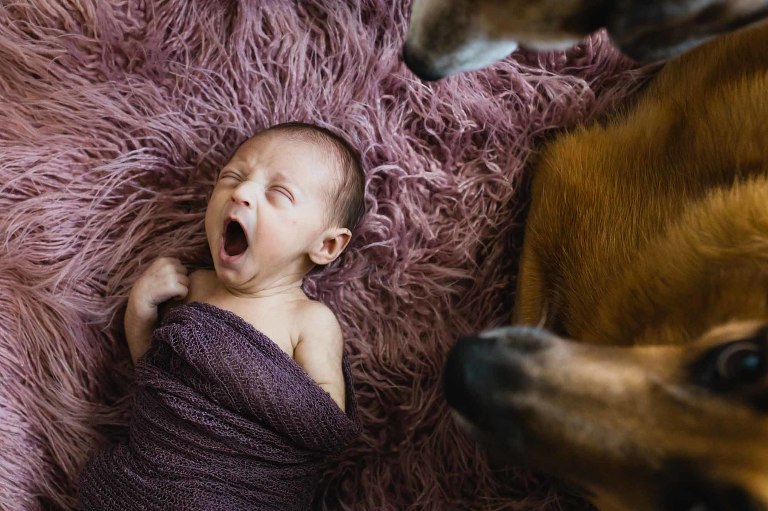 newborn baby girl laying next to her puppy sisters yawning